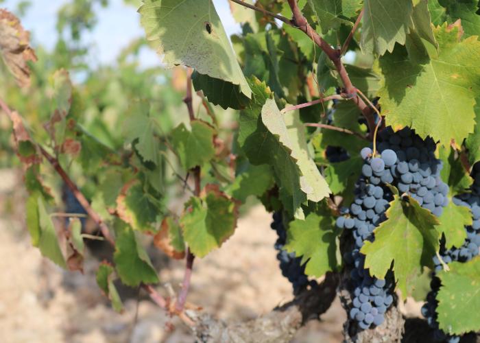 AZUL Y BLANCO, LA BASLICA DE LA PURSIMA