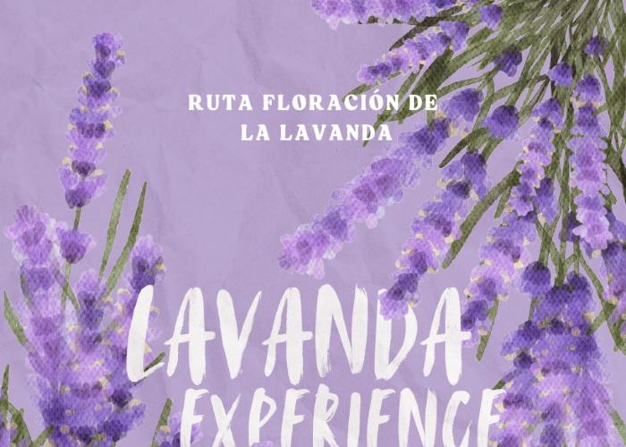 RUTA FLORACIN LAVANDA EXPERIENCE