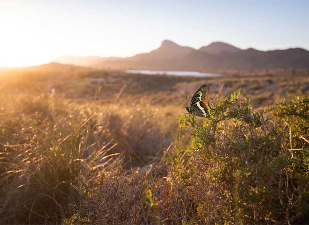 Ruta de las mariposas Calblanque