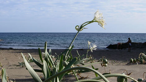 Descubre las playas accesibles Lorca