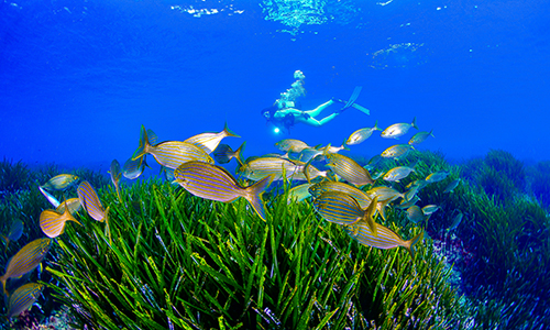 Buceo Buceo