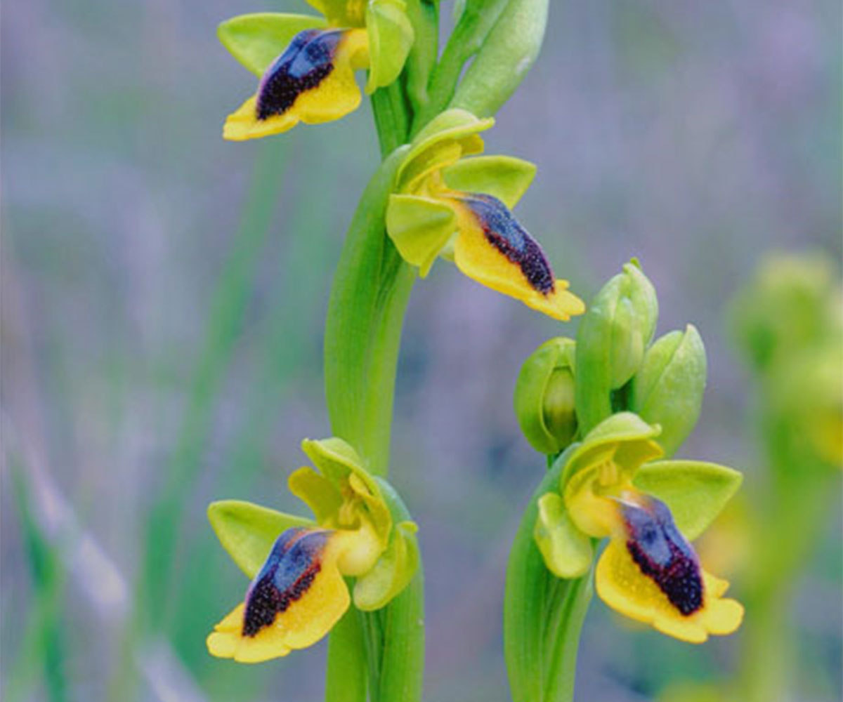Las orquídeas Las orquídeas