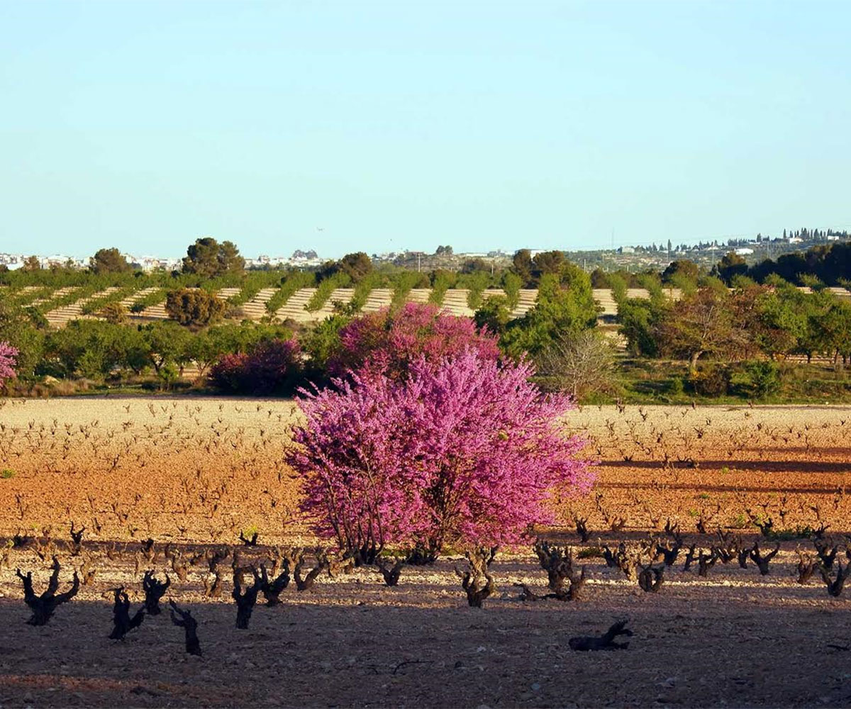 El árbol del amor El árbol del amor