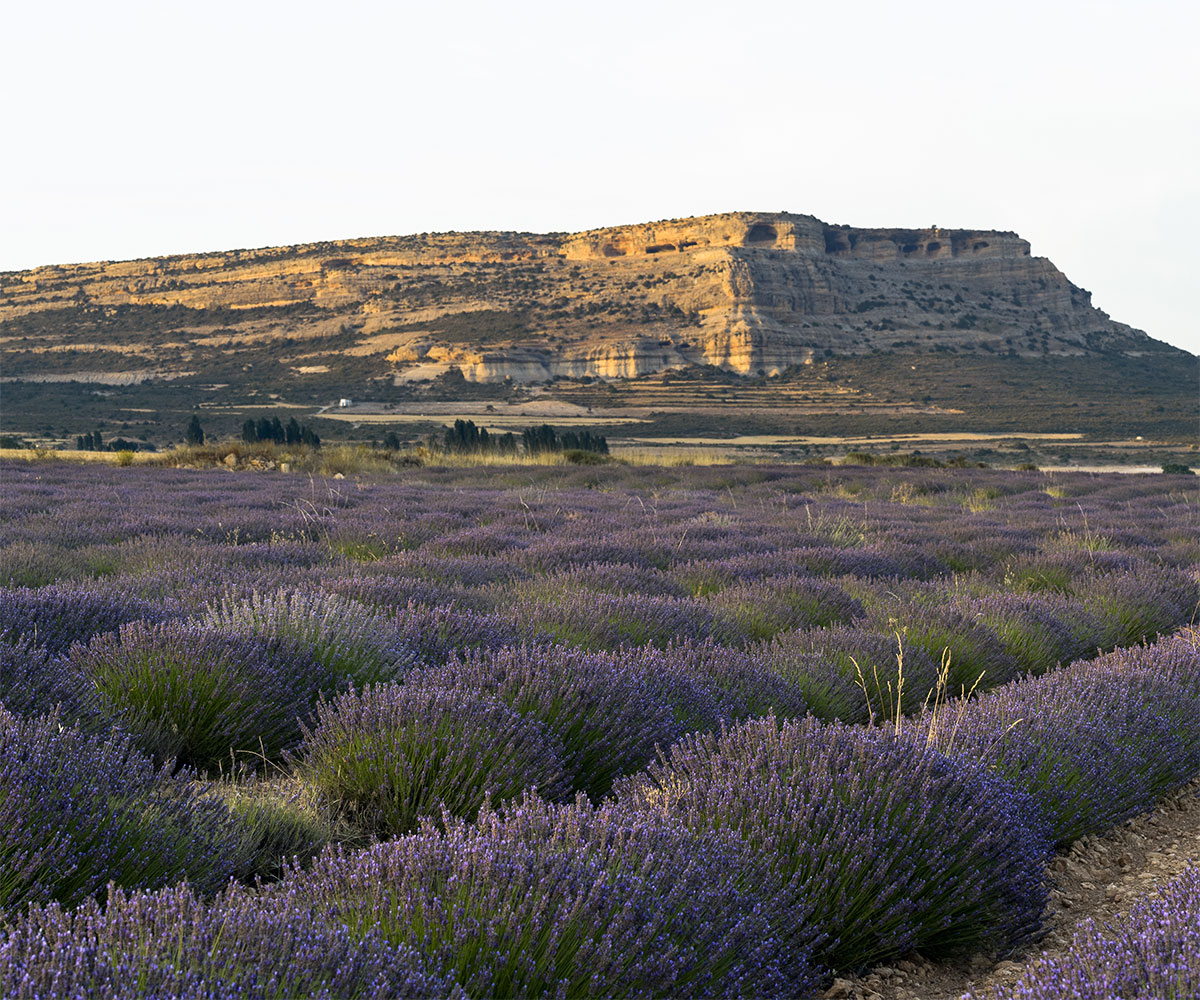 Lavanda Lavanda