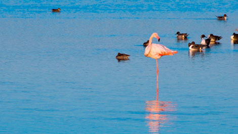 7 lugares para disfrutar del avistamiento de aves 7 lugares para disfrutar del avistamiento de aves