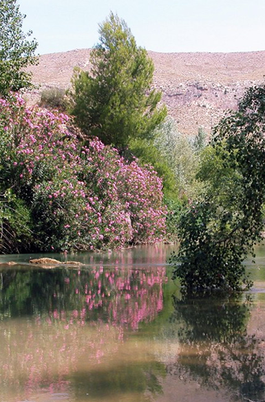 Sotos y Bosques de Ribera de Caaverosa