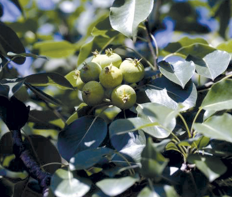 Huerta de Murcia