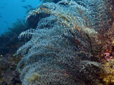 Diving Cabo de Palos - Islas Hormigas