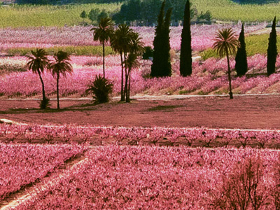 La floración en la Región de Murcia La floración en la Región de Murcia