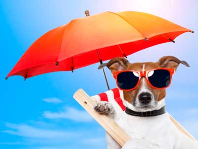 Playas para mascotas Playas para mascotas