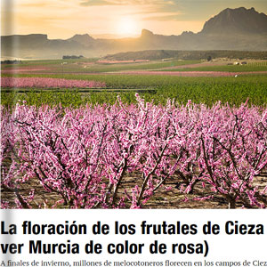 La floracin de los frutales de Cieza-Hola