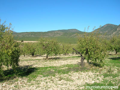 CORTIJO RAMBLA LA HIGUERA