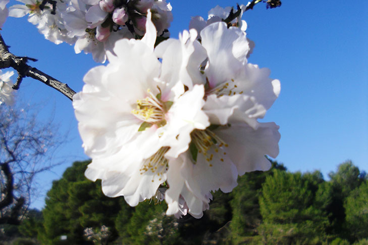 SIERRA ESPUA