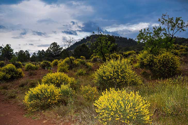 CASAS FINCA DE LAS NIEVES 1