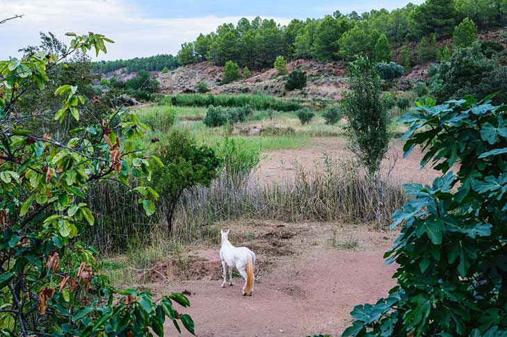 CASAS FINCA DE LAS NIEVES 1