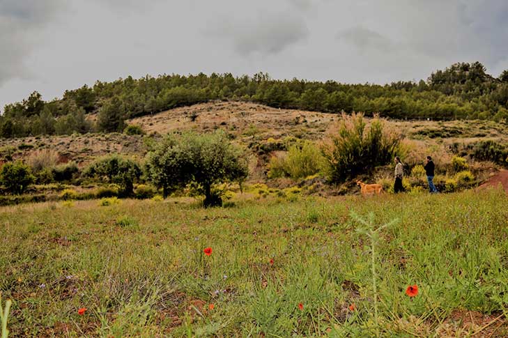 CASAS FINCA DE LAS NIEVES 1