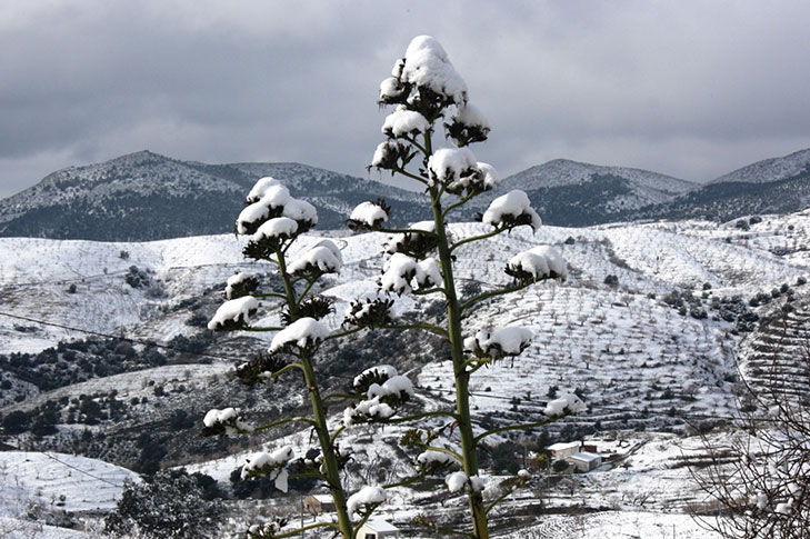 CORTIJO LOS NOPALES