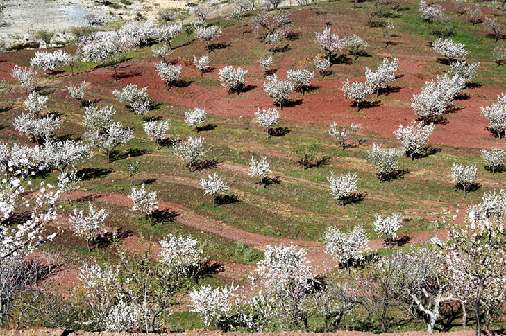 CORTIJO LOS NOPALES