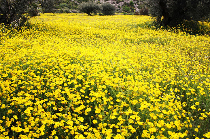 CORTIJO LOS NOPALES