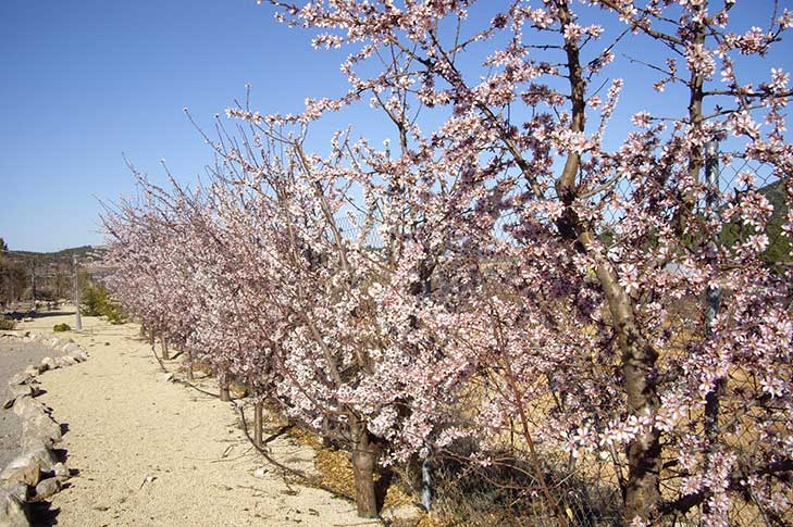 AGROLAVIA. PLANTA BAJA