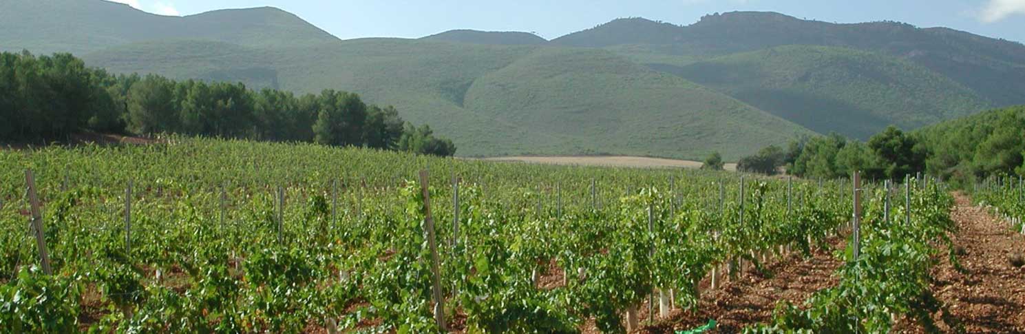 BODEGA TERCIA DE ULEA