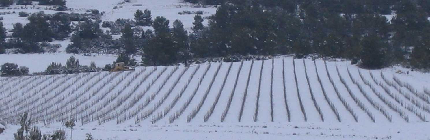 BODEGA TERCIA DE ULEA