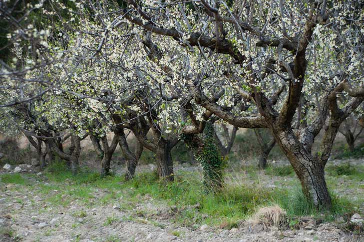 CORTIJO LOS GORROS