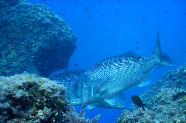 CENTRO DE BUCEO AMIGOS DEL AZUL