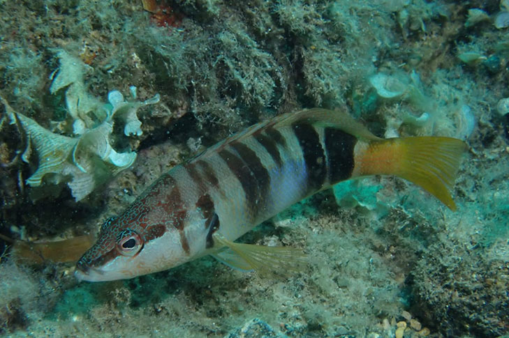 CENTRO DE BUCEO AMIGOS DEL AZUL