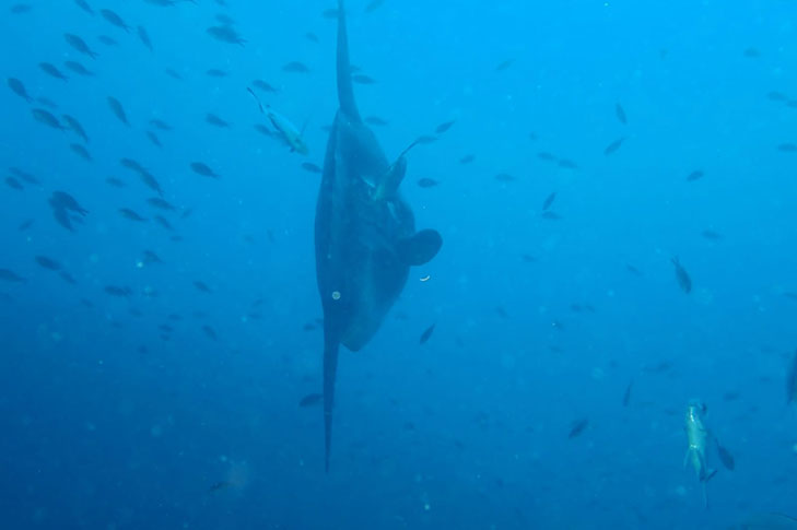 CENTRO DE BUCEO AMIGOS DEL AZUL