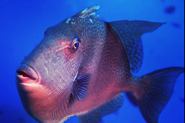 CENTRO DE BUCEO AMIGOS DEL AZUL