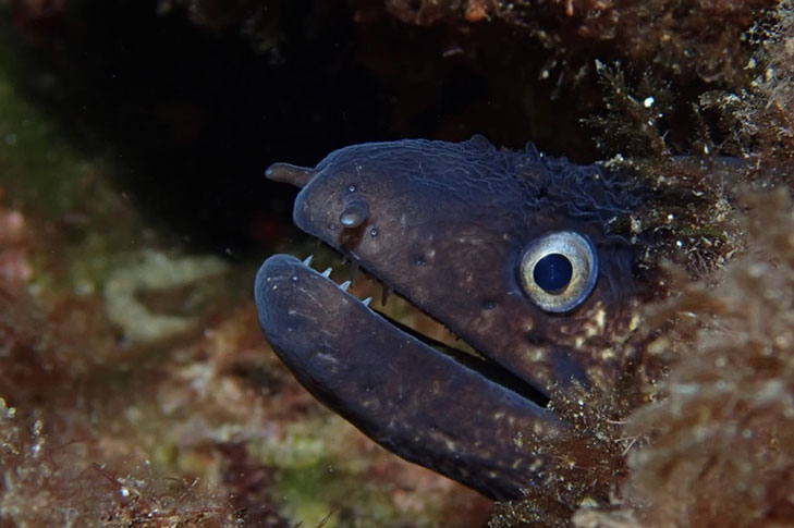 CENTRO DE BUCEO AMIGOS DEL AZUL