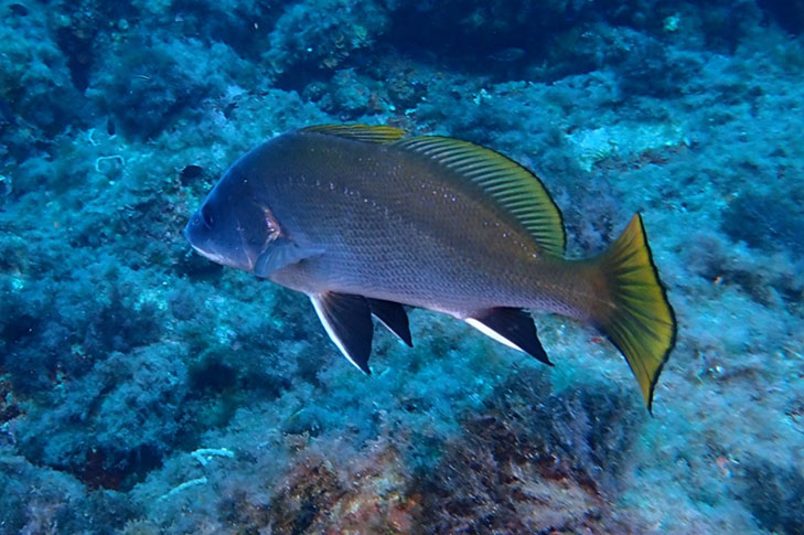 CENTRO DE BUCEO AMIGOS DEL AZUL