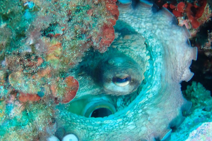 CENTRO DE BUCEO AMIGOS DEL AZUL