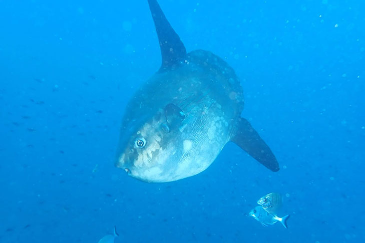 CENTRO DE BUCEO AMIGOS DEL AZUL