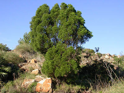 SIERRA DE LA MUELA, CABO TIOSO Y ROLDN