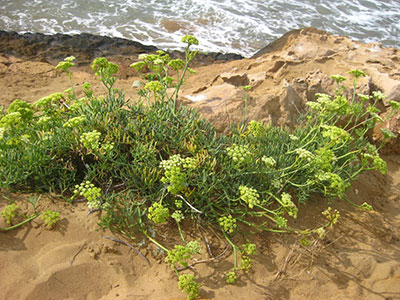 CALBLANQUE, MONTE DE LAS CENIZAS Y PEA DEL GUILA