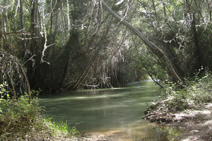 SOTOS Y BOSQUES DE RIBERA DE CAAVEROSA