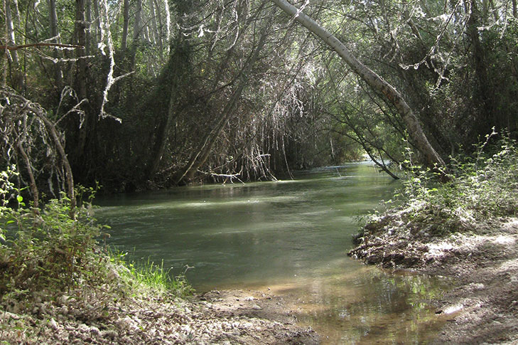 SOTOS Y BOSQUES DE RIBERA DE CAAVEROSA