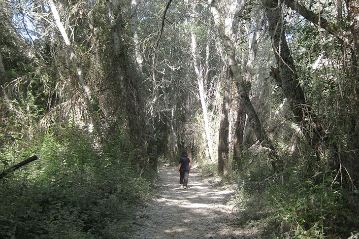 SOTOS Y BOSQUES DE RIBERA DE CAAVEROSA