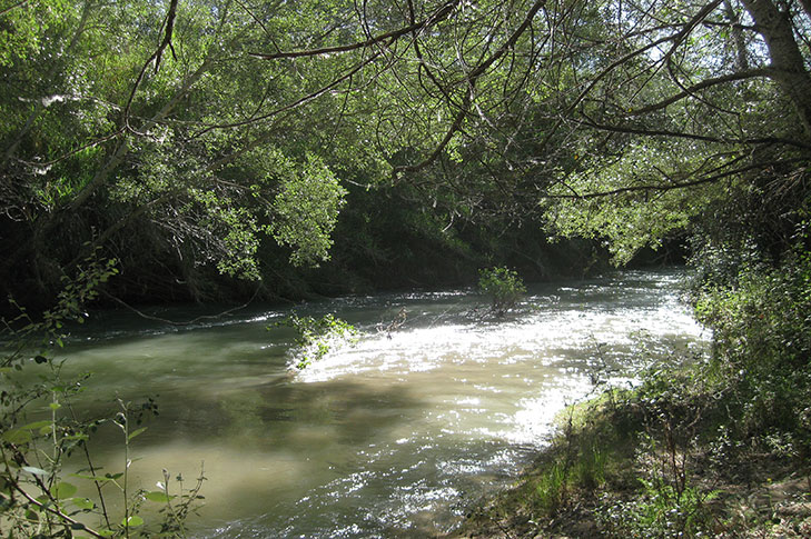 SOTOS Y BOSQUES DE RIBERA DE CAAVEROSA