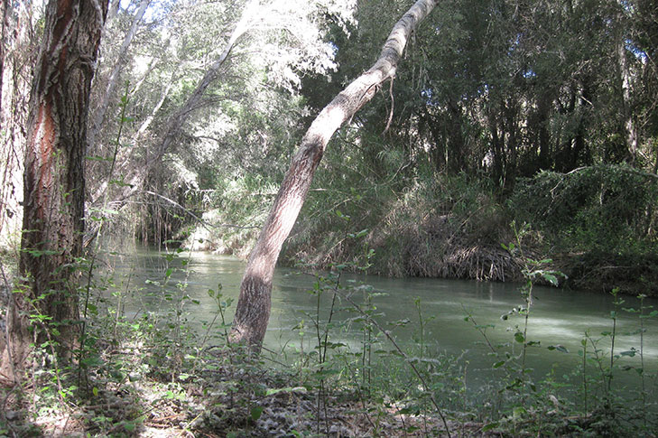 SOTOS Y BOSQUES DE RIBERA DE CAAVEROSA