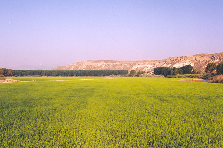 SOTOS Y BOSQUES DE RIBERA DE CAAVEROSA