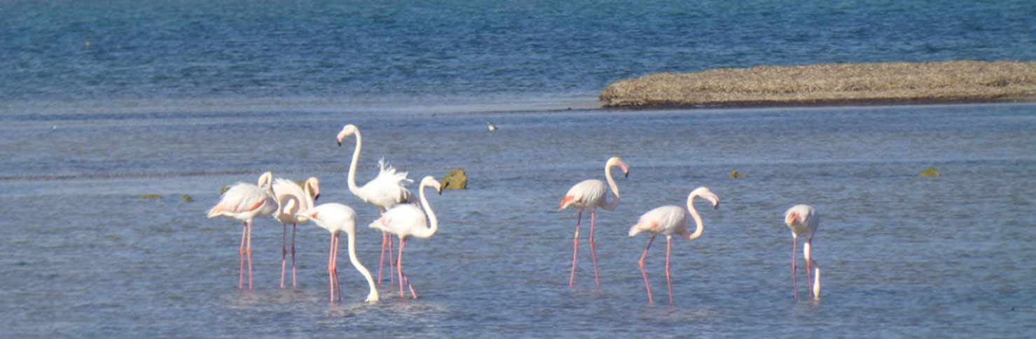 ESPACIOS ABIERTOS E ISLAS DEL MAR MENOR