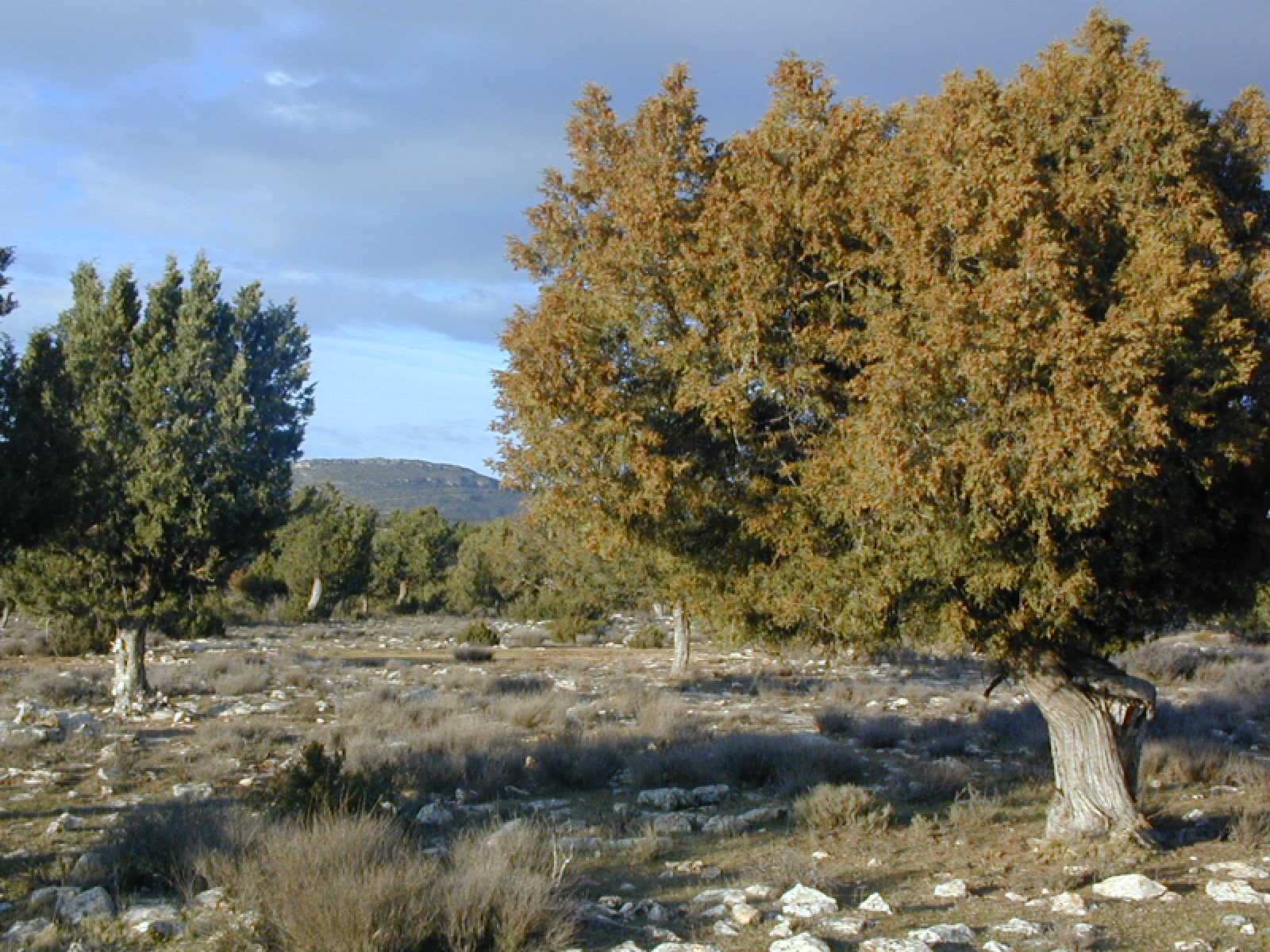 BOSQUE DE SABINA ALBAR