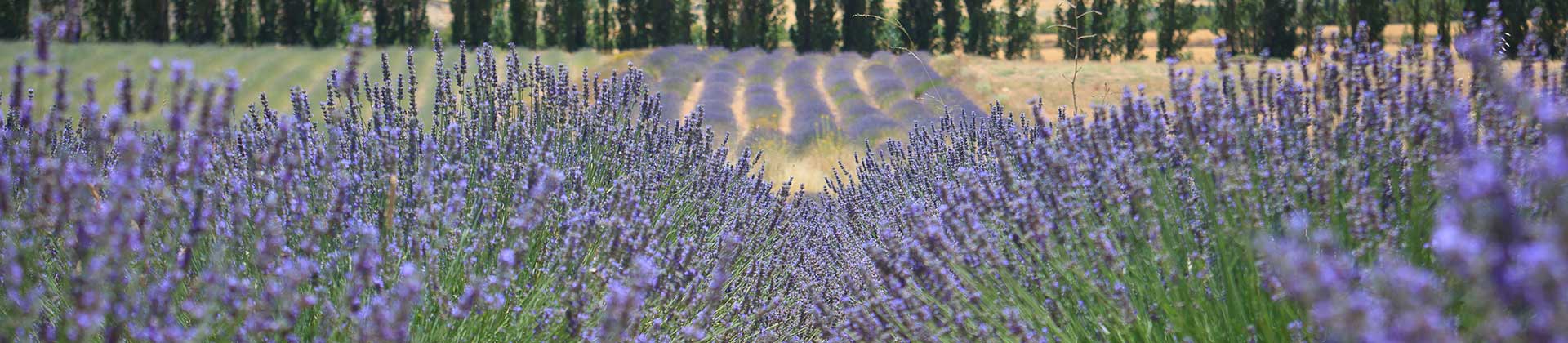 CAMPOS DE LAVANDA, LAVANDN Y ESPLIEGO