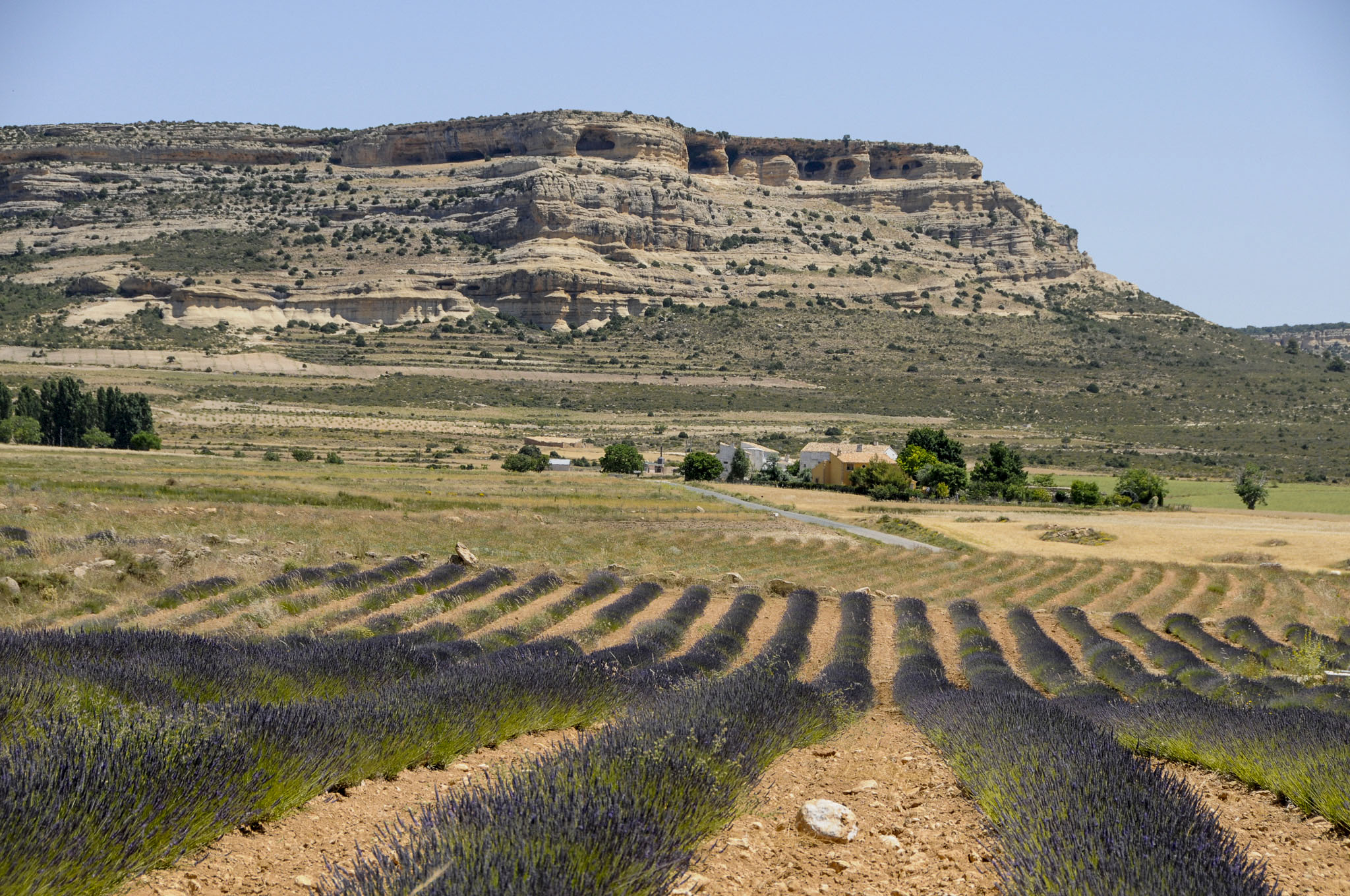 CAMPOS DE LAVANDA, LAVANDN Y ESPLIEGO