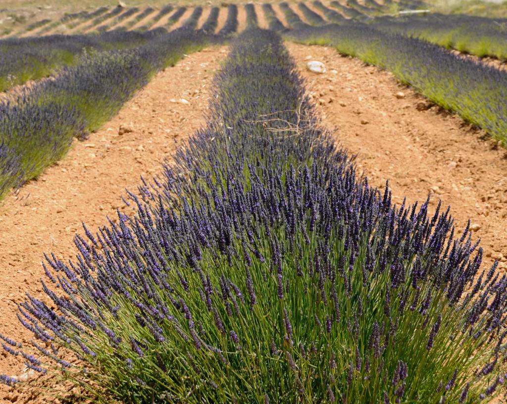 CAMPOS DE LAVANDA, LAVANDN Y ESPLIEGO