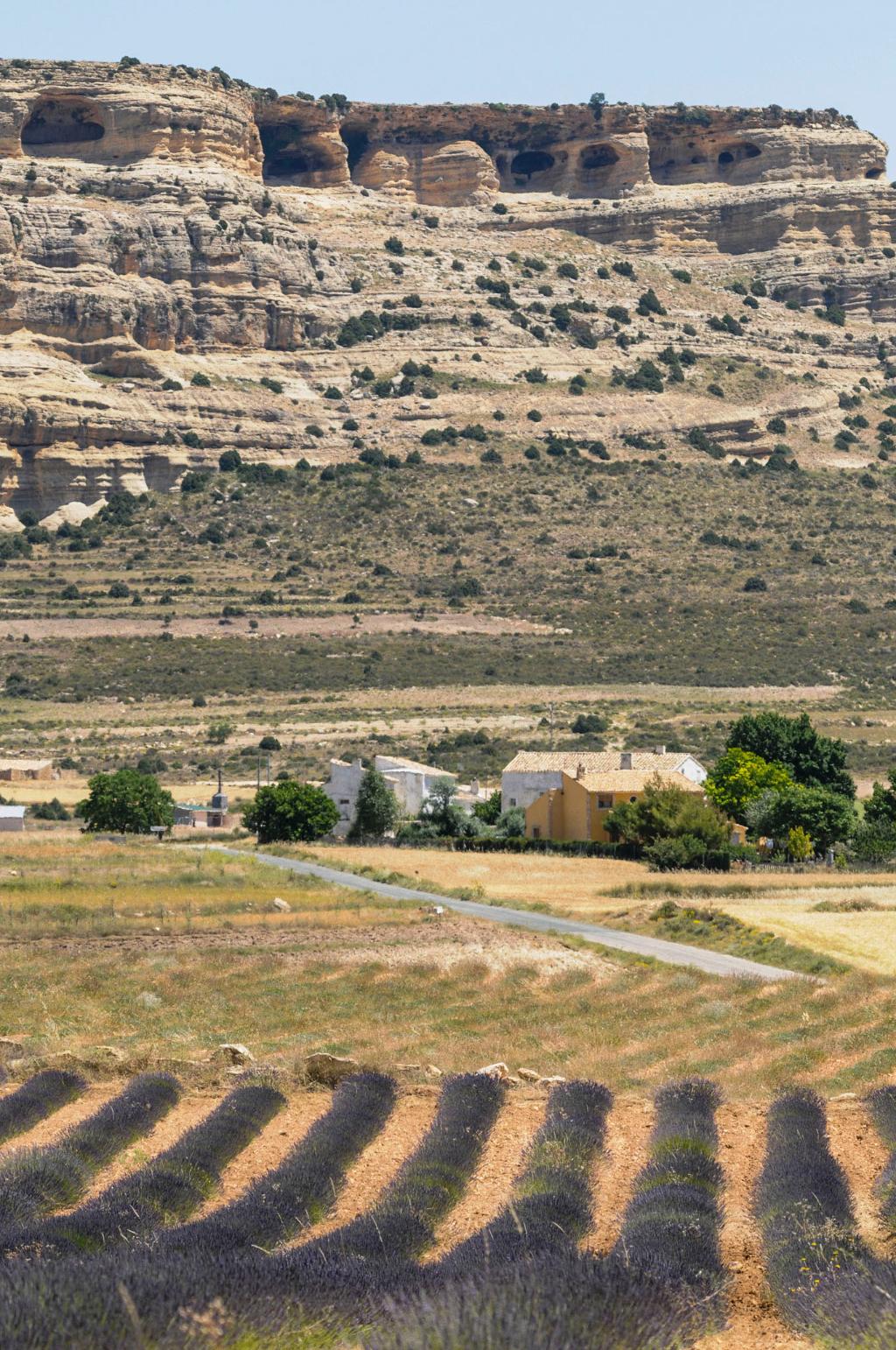 CAMPOS DE LAVANDA, LAVANDN Y ESPLIEGO