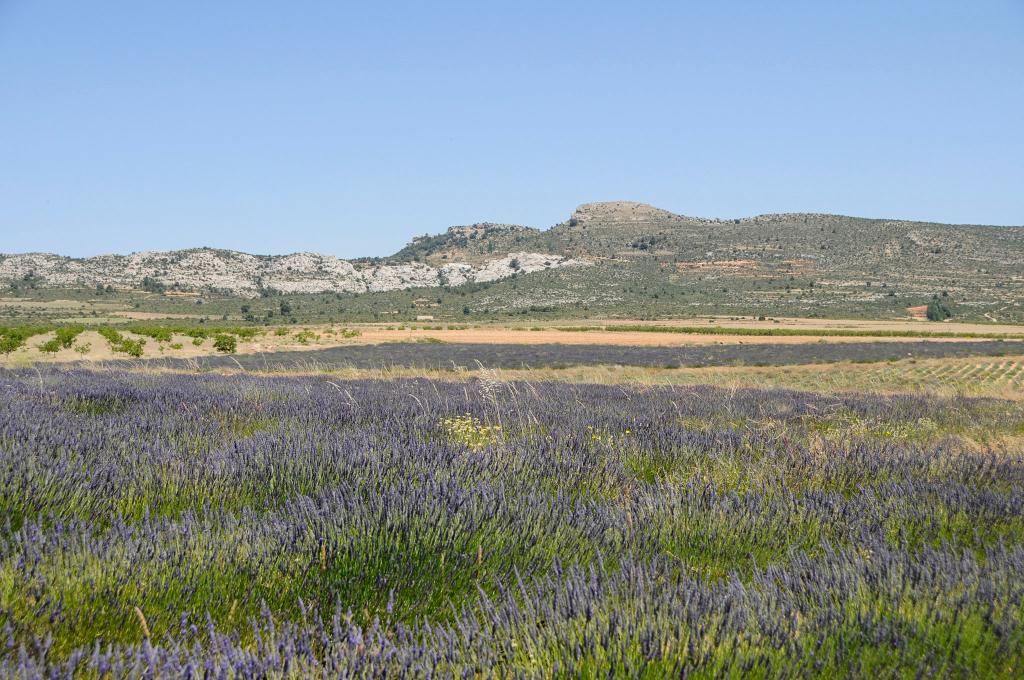 CAMPOS DE LAVANDA, LAVANDN Y ESPLIEGO